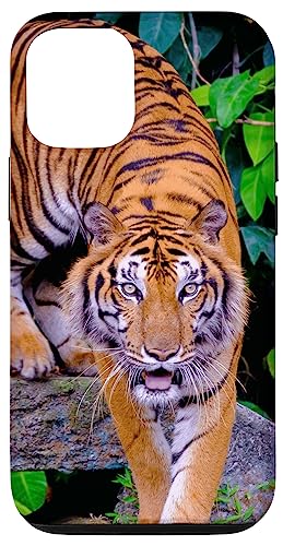 Hülle für iPhone 15 Indochinesischer Tiger von CJ Merch