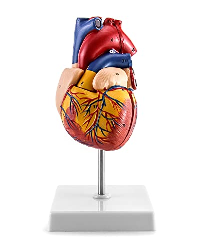 QWORK® Scientific Menschliches Herz Modell für Anatomie, 2-Teilige Lebensgröße Herzmodelle mit mit 34 Anatomischen Markierungen und PVC Basis für Schulunterricht von QWORK
