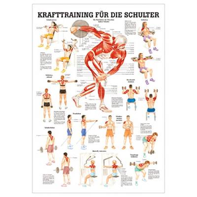 Anatomisches Mini-Poster Krafttraining Schulter, LxB 34x24 cm von Sport-Tec