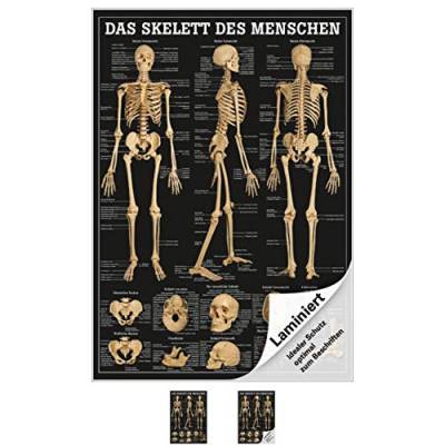 Das Skelett des Menschen Mini-Poster Anatomie 34x24 cm medizinische Lehrmittel von Sport-Tec
