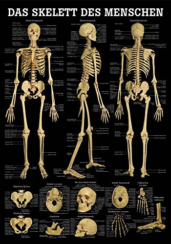 Das Skelett des Menschen Mini-Poster Anatomie 34x24 cm medizinische Lehrmittel von Sport-Tec