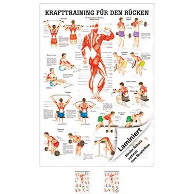 Sport-Tec Anatomisches Mini-Poster Krafttraining Rücken, LxB 34x24 cm, laminiert von Sport-Tec