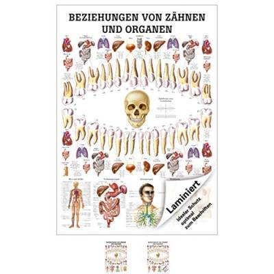 Sport-Tec Beziehungen von Zähnen und Organen Lehrtafel Anatomie 100x70 cm med. Lehrmittel von Sport-Tec