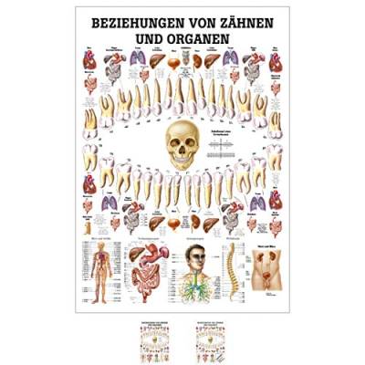 Sport-Tec Beziehungen von Zähnen und Organen Mini-Poster Anatomie 34x24 cm med. Lehrmittel von Sport-Tec