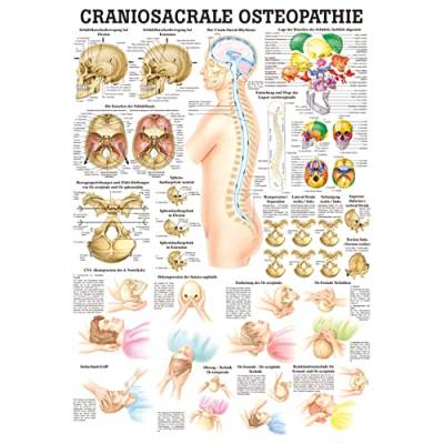 Sport-Tec Craniosacrale Osteopathie Lehrtafel Anatomie 100x70 cm medizinische Lehrmittel von Sport-Tec