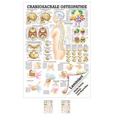 Sport-Tec Craniosacrale Osteopathie Lehrtafel Anatomie 100x70 cm medizinische Lehrmittel von Sport-Tec