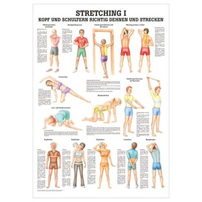 Sport-Tec Stretching I Lehrtafel Anatomie 100x70 cm medizinische Lehrmittel von Sport-Tec
