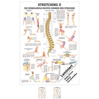 Sport-Tec Stretching II Lehrtafel Anatomie 100x70 cm medizinische Lehrmittel von Sport-Tec