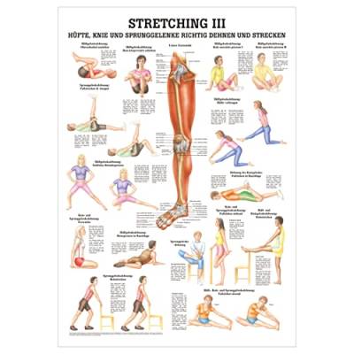 Sport-Tec Stretching III Lehrtafel Anatomie 100x70 cm medizinische Lehrmittel von Sport-Tec