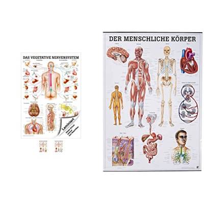 Sport-Tec Vegetatives Nervensystem Lehrtafel Anatomie 100x70 cm medizinische Lehrmittel & Der menschliche Körper. 70x100 cm von Sport-Tec