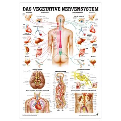 Sport-Tec Vegetatives Nervensystem Lehrtafel Anatomie 100x70 cm medizinische Lehrmittel von Sport-Tec