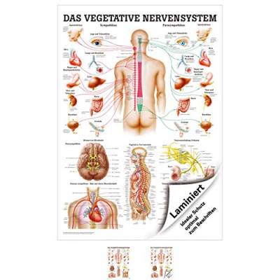 Sport-Tec Vegetatives Nervensystem Lehrtafel Anatomie 100x70 cm medizinische Lehrmittel von Sport-Tec