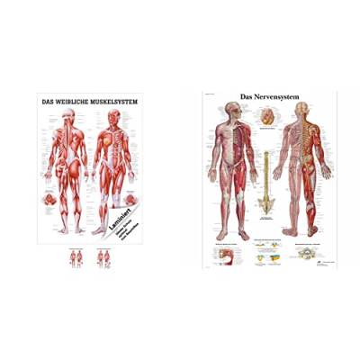 Sport-Tec Weibliches Muskelsystem Lehrtafel Anatomie 100x70 cm medizinische Lehrmittel & 3B Scientific Lehrtafel laminiert - Das Nervensystem von Sport-Tec