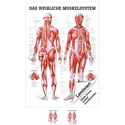 Sport-Tec Weibliches Muskelsystem Lehrtafel Anatomie 100x70 cm medizinische Lehrmittel von Sport-Tec