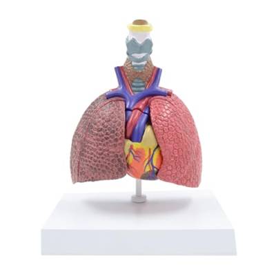 Anatomisches Lungenmodell Zeigt Details Des Atmungssystems. Lebensgroßes Lungenanatomiemodell. Herz Lungen Schilddrüsenmodell. Anatomiemodell Des Atmungssystems von blispring