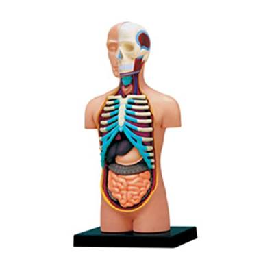 Menschliches Anatomie Torso Modell Mit Abnehmbaren Menschlichen Organen. Menschliches Körpermodell. Wissenschaftliches Schulmaterial Für Kinder Studenten. Menschliches Torso Anatomie Modell von blispring