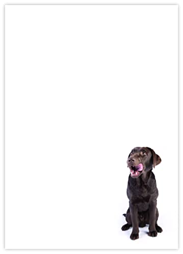 DIN A4 Hundemotive Briefpapier mit Hund - Papier Hunde - 20 Blatt - Motiv Nr. 109 | 200g/m² von deLuxeTuning.de