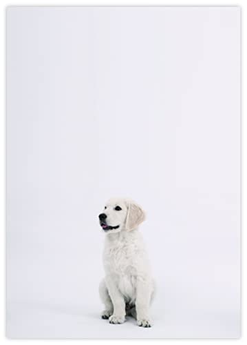 DIN A4 Hundemotive Briefpapier mit Hund - Papier Hunde - 20 Blatt - Motiv Nr. 146 | 80g/m² von deLuxeTuning.de