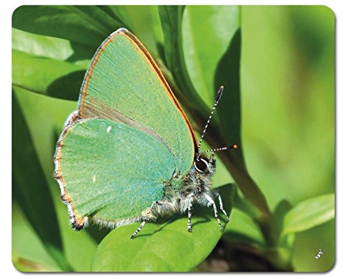 1art1 Schmetterlinge Grüner Brombeer-Falter Auf Einem Blatt Mauspad 23x19 cm von 1art1