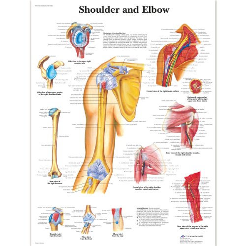 3B Scientific 1001482 VR1170L „Shoulder and Elbow“ (Englische Version) von 3B Scientific