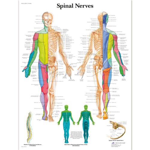 3B Scientific 1001588 Scientific Lehrtafel Spinal Nerves Nervensystem, Englisch, Laminiert von 3B Scientific