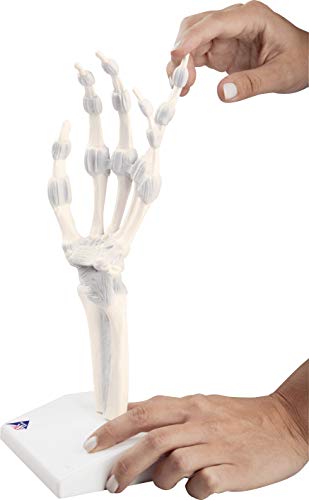 3B Scientific 1013683 Handskelett M36 mit elastischen Bändern 3B Scientific 1013683 Handskelett M36 mit elastischen Bändern von 3B Scientific