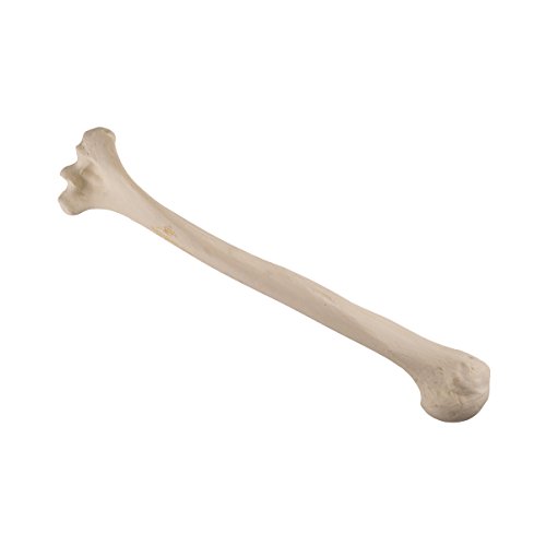 3B Scientific 1019609 orthobones Standard Humerus Knochen Modell, links von 3B Scientific
