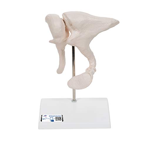 3B Scientific 3B Smart Anatomy A101 Gehörknöchelchen-Modell, 20-fach vergrößert + kostenlose Anatomie App - 3B Smart Anatomy 3B Scientific 3B Smart Anatomy A101 Gehörknöchelchen-Modell, 20-fach vergrößert + kostenlose Anatomie App - 3B Smart Anatomy von 3B Scientific