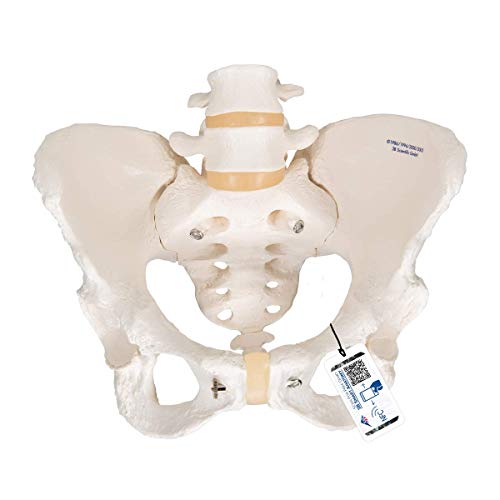 3B Scientific 3B Smart Anatomy A61 Beckenskelett für Damen + kostenlose Anatomie App - 3B Smart Anatomy von 3B Scientific