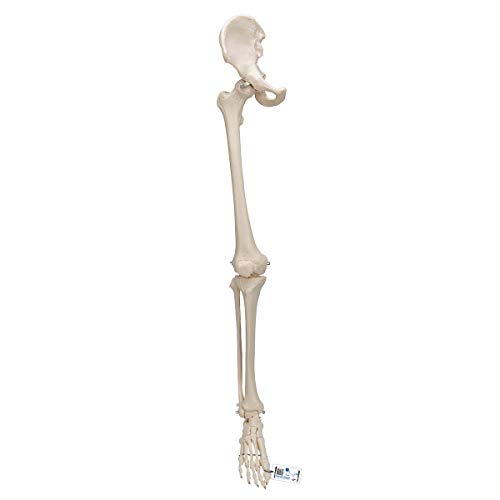 3B Scientific 3B Smart Anatomy Bein-Skelett mit Hüftknochen-Modell + kostenlose Anatomie App - 3B Smart Anatomy 3B Scientific 3B Smart Anatomy Bein-Skelett mit Hüftknochen-Modell + kostenlose Anatomie App - 3B Smart Anatomy von 3B Scientific