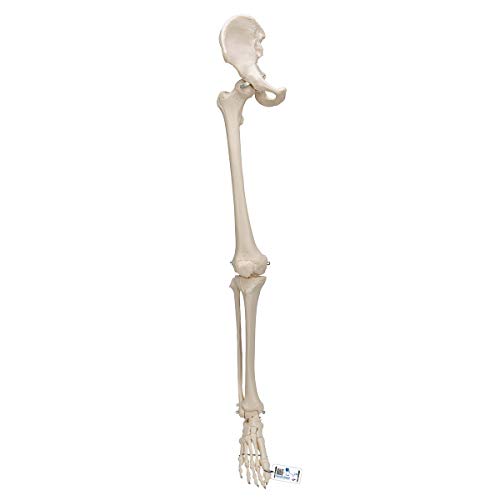 3B Scientific 3B Smart Anatomy Bein-Skelett mit Hüftknochen-Modell + kostenlose Anatomie App - 3B Smart Anatomy von 3B Scientific