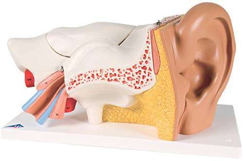 3B Scientific 3B Smart Anatomy E11 Ohr-Modell, 3-fach vergrößert, 6-teilig + kostenlose Anatomie App - 3B Smart Anatomy 3B Scientific 3B Smart Anatomy E11 Ohr-Modell, 3-fach vergrößert, 6-teilig + kostenlose Anatomie App - 3B Smart Anatomy von 3B Scientific