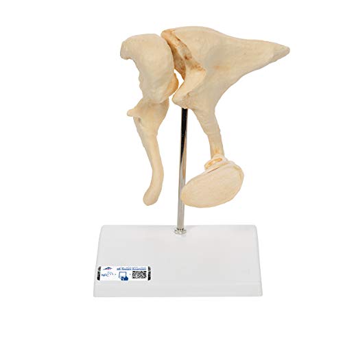 3B Scientific 3B Smart Anatomy Gehörknöchelchen-Modell + kostenlose Anatomie App - 3B Smart Anatomy von 3B Scientific