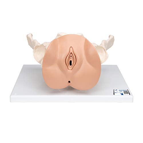 3B Scientific 3B Smart Anatomy L31 Becken-Skelett mit Genitalorganen, 3-teilig + kostenlose Anatomie App - 3B Smart Anatomy 3B Scientific 3B Smart Anatomy L31 Becken-Skelett mit Genitalorganen, 3-teilig + kostenlose Anatomie App - 3B Smart Anatomy von 3B Scientific