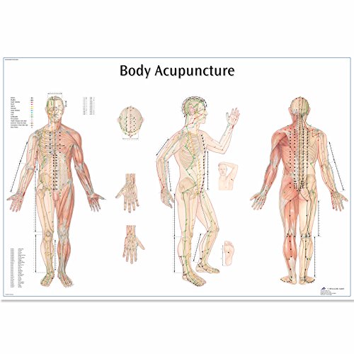 3B Scientific 4006730 Human Anatomy Akupunkturtafel, Papierversion 3B Scientific 4006730 Human Anatomy Akupunkturtafel, Papierversion von 3B Scientific