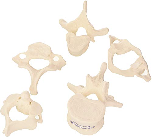 3B Scientific 5 Wirbel + kostenlose Anatomie App - 3B Smart Anatomy, A75/1 von 3B Scientific