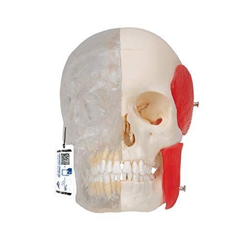 3B Scientific A282 Bonelike menschliches Schädel-Modell, halb transparent und halb Knochen, 8-teilig + kostenlose Anatomie App - 3B Smart Anatomy von 3B Scientific