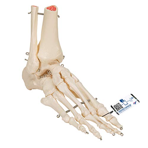 3B Scientific A31 Fuß- und Sprunggelenk-Skelettmodell + kostenlose Anatomie App - 3B Smart Anatomy von 3B Scientific