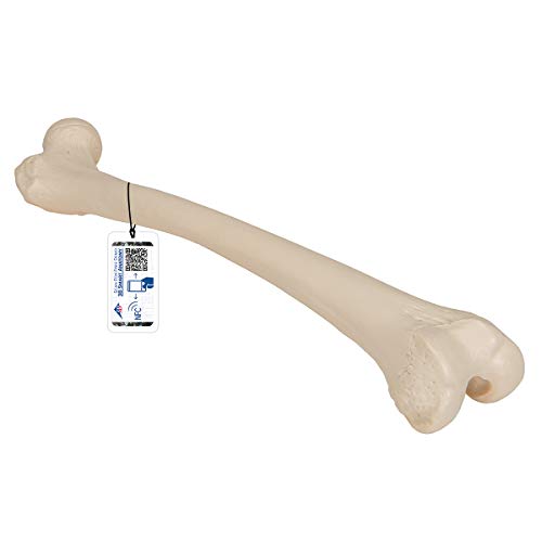 3B Scientific A35/1 Femur-Modell + kostenlose Anatomie App - 3B Smart Anatomy von 3B Scientific