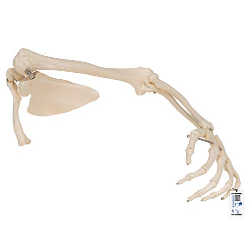 3B Scientific A46 Armskelett mit Schulterblatt und Schlüsselbein-Modell + kostenlose Anatomie App - 3B Smart Anatomy 3B Scientific A46 Armskelett mit Schulterblatt und Schlüsselbein-Modell + kostenlose Anatomie App - 3B Smart Anatomy von 3B Scientific