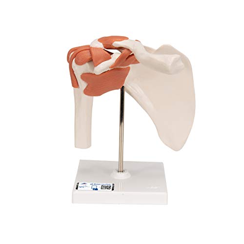 3B Scientific A80 Funktionales Schultergelenk + kostenlose Anatomie-Software - 3B Smart Anatomy von 3B Scientific