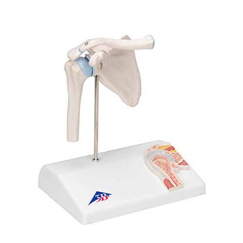 3B Scientific A86/1 Mini-Schultergelenk mit Querschnitt + kostenlose Anatomie App - 3B Smart Anatomy von 3B Scientific