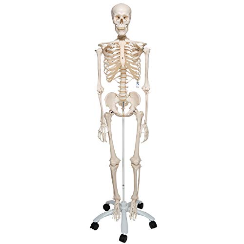 3B Scientific Anatomie, A10 Skelettmodell, klassisch + kostenlose Anatomie App - 3B Smart Anatomy von 3B Scientific