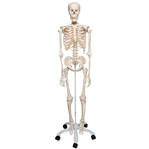 3B Scientific Anatomie, A10 Skelettmodell, klassisch + kostenlose Anatomie App - 3B Smart Anatomy 3B Scientific Anatomie, A10 Skelettmodell, klassisch + kostenlose Anatomie App - 3B Smart Anatomy von 3B Scientific