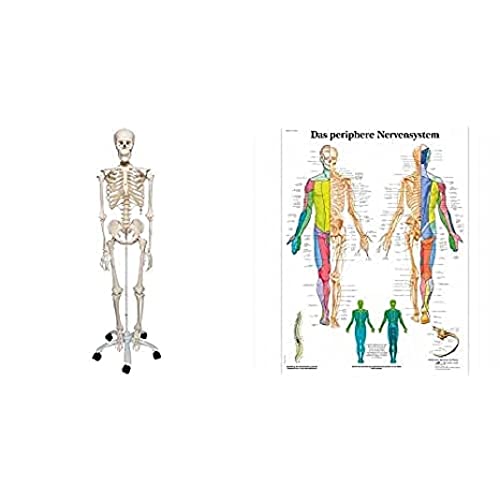 3B Scientific Anatomie, A10 Skelettmodell, klassisch – 3B Smart Anatomy & 3B Scientific Lehrtafel laminiert - Das periphere Nervensystem von 3B Scientific