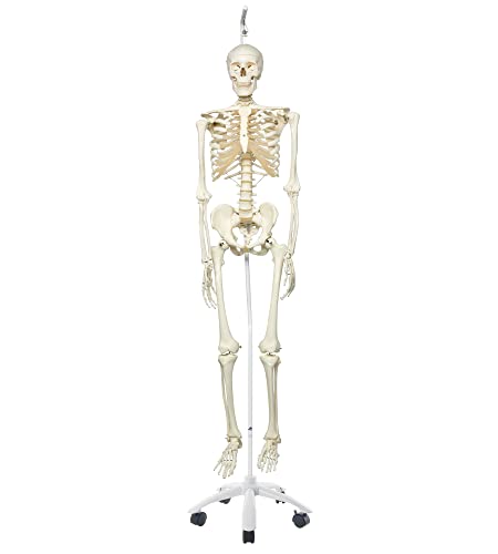 3B Scientific Anatomie Skelettmodell „Stan“ – klassisch, auf Hängeständer A10/1 – 3B Smart Anatomy von 3B Scientific