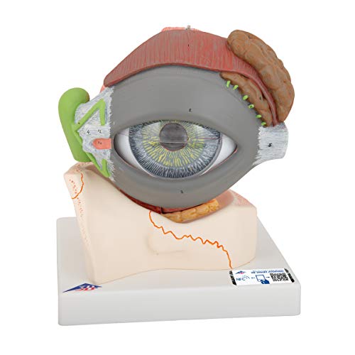 3B Scientific Auge, 5-fache Größe, 8-teilig + kostenlose Anatomie App - 3B Smart Anatomy, F12 3B Scientific Auge, 5-fache Größe, 8-teilig + kostenlose Anatomie App - 3B Smart Anatomy, F12 von 3B Scientific