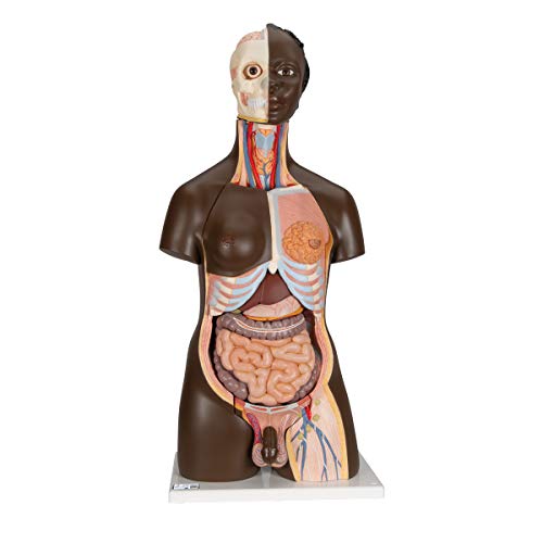 3B Scientific B37 afrikanisches Deluxe-Torso-Modell, in Luxus-Ausführung, zweigeschlechtlich, 24-teilig + kostenlose Anatomie App - 3B Smart Anatomy von 3B Scientific