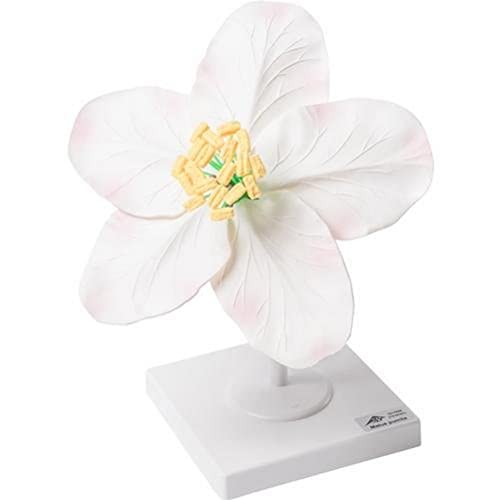 3B Scientific Biologie - Apfelblüte (Malus pumila), Modell von 3B Scientific