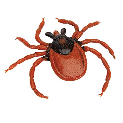 3B Scientific Biologie - Gemeiner Holzbock (Ixodes ricinus), Modell von 3B Scientific